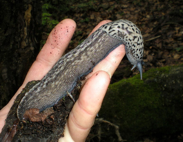 Limax subalpinus  Lessona 1880 dal Monte Musine (TO)